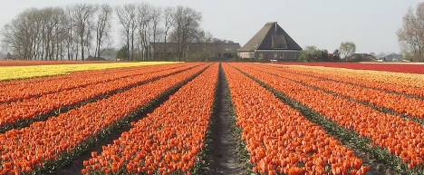 OranjeLinks.nl voor al uw Hollandse Links